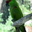 Thick-billed Parrot